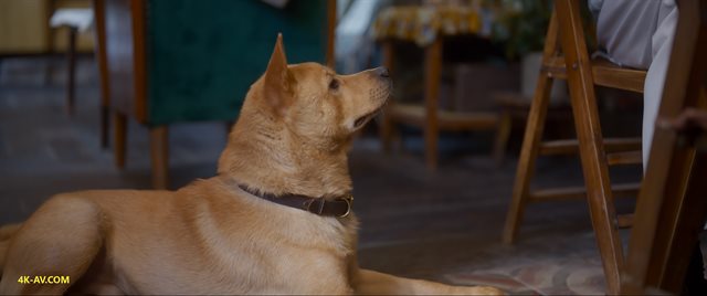 忠犬八公 2023中国版
