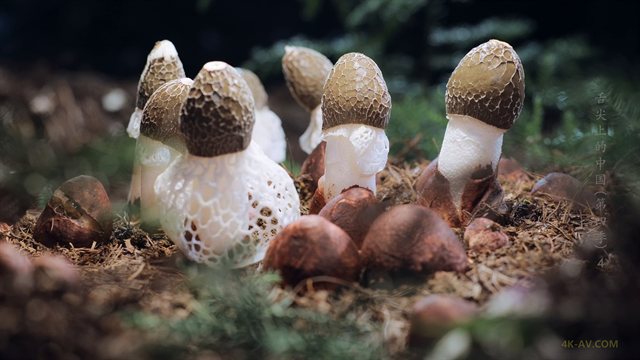 舌尖上的中国 第4季第4集 天作